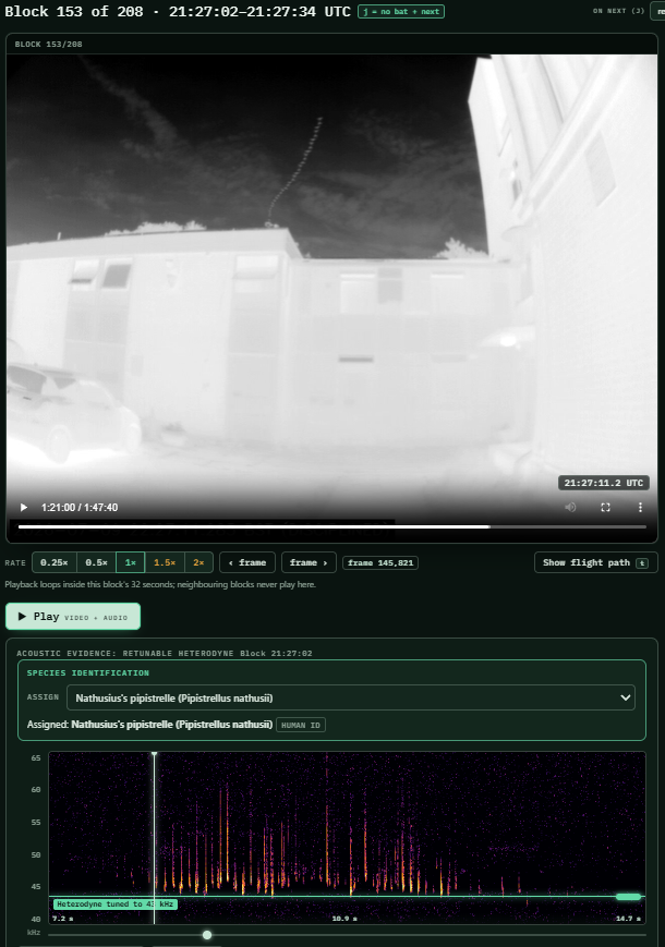 A single survey block in Roost: the thermal video with the bat's flight path above, and the sonogram of the call below