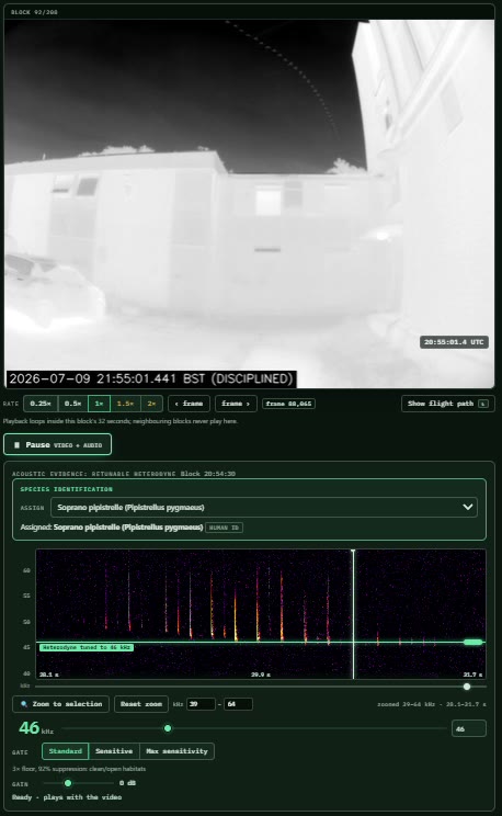 A Roost review block: thermal video of a bat, the sonogram of its call and the heterodyne, playing together