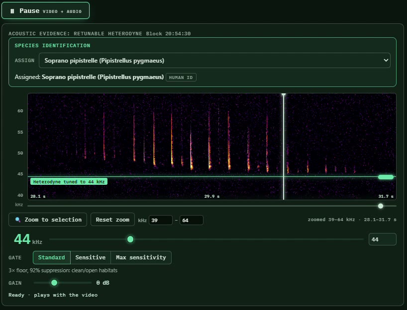 Zooming the sonogram to a narrow frequency band and tuning the heterodyne onto a bat call in Roost